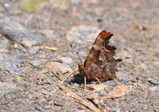 Polygonia c-album?